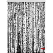 Lichtblick Rollo Klemmfix, ohne Bohren, blickdicht, Birken - 70 x 150 cm (B x L)