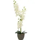 Europalms Orchidee, Kunstpflanze, cremefarben, 80cm