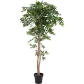 Europalms Ficus Longifolia