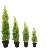 Europalms Zypresse