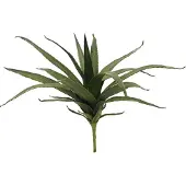Europalms Aloe