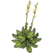 Europalms Steinrose