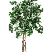 Europalms Bougainvillea