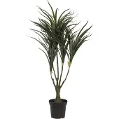 Europalms Dracena
