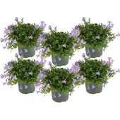 Herbie 6er-Set - Campanula Ambella Lavender - Glockenblume - Bodendecker - Gartenpflanzen - Winterhart - Tierfreundlich - 10-20 cm Hoch - Topf 10,5 cm