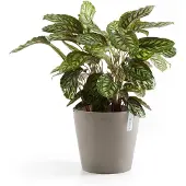 Ecopot's Blumentopf "Amsterdam", ØxH: 40x35 cm