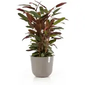 Ecopot's Blumentopf "Oslo 35 + Wassersystem Taupe", für innen und außen: frostsicher, bruchsicher und lichtbeständig