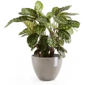Ecopot's Blumentopf "ANTWERP Taupe", BxTxH: 50x50x37,5 cm
