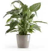 Ecopot's Blumentopf "Amsterdam", ØxH: 20x17,5 cm
