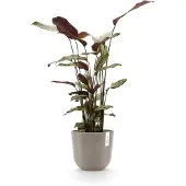 Ecopot's Blumentopf "Oslo 25 + Wassersystem Taupe", für innen und außen: frostsicher, bruchsicher und lichtbeständig