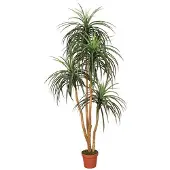 Intergard Kunstpflanzen Nolina 185cm
