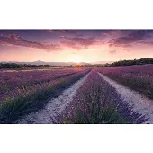 Overig Vliestapete "Digitaldruck Vlies - Lavender Dream - Größe 450 x 280 cm" bedruckt glatt Wohnzimmer, Schlafzimmer