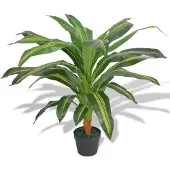 vidaXL Alessandro (Drachenbaum/90 cm)