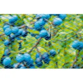 Nature Gartennetz nano blau Maschenweite 8x8mm 22 g/m2 10x4m (blauw)
