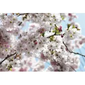 Komar Fototapete "Spring - Größe 368 x 254 cm" bedruckt glatt Wohnzimmer, Schlafzimmer