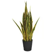 Intergard Kunstpflanzen Sansevieria bicolor 105cm