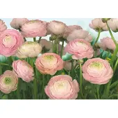 Overig Fototapete "Gentle Rosé - Größe 368 x 254 cm" bedruckt glatt Wohnzimmer, Schlafzimmer