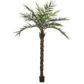 Europalms Kentia Palme deluxe
