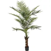 Europalms Kentia Palme
