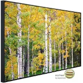 Papermoon Infrarotheizung »EcoHeat - Herbst Birkenwald«, Matt-Effekt - bunt