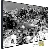 Papermoon Infrarotheizung »EcoHeat - Schildkröte Schwarz + Weiss«, Matt-Effekt - bunt