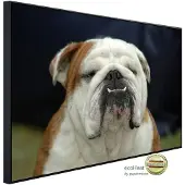 Papermoon Infrarotheizung »EcoHeat - Englisches Bulldoggenporträt«, Matt-Effekt - bunt