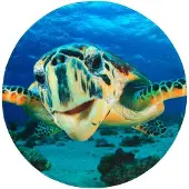 Sanilo Badteppich, blau, Polyester, mit Schildkröte