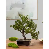 Klingel Ginseng-Bonsai Grün