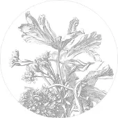 Kek Amsterdam Gravierte Blumenkreistapete CK-060 - ø190cm