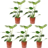 Flowerbox 5er-Set Fensterblatt - Monstera Deliciosa