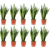 Flowerbox 10er-Set Bogenhanf - Sansevieria zeylanica
