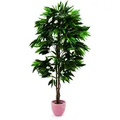 XL Palms Dschungelbaum Mango