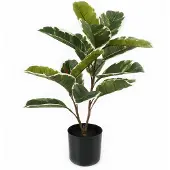 PT Living Oak Leaf
