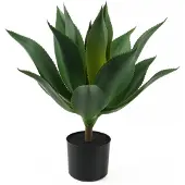 PT Living Succulent