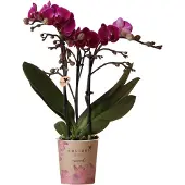 Everspring Orchids Lila Phalaenopsis Orchidee Morelia Topfgröße 9cm
