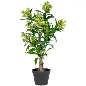 House Nordic | Kunst Skimmia japonica Leilaurier Grün Plastik 40x40x75 cm | NADUVI