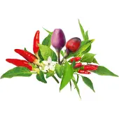 Click & Grow Click and Grow - Smart Garden Refill 9-pack Chili Pepper Mix
