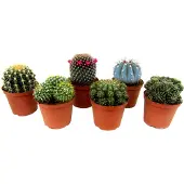 Plant in a Box Cactus - Echinocactus - 6er Kakteen Mix Echinopsis