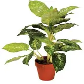 Intergard Kunstpflanzen Calathea Luisae 50cm
