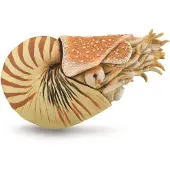 Collecta Nautilus Pompilius Xl-figur Golden 3-6 Years Kinder Golden 3-6 Years
