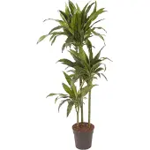 Plant in a Box Drachenbaum - Dracaena deremensis 'Janet Craig' - Höhe 140-150cm - 24cm