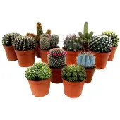 Plant in a Box Mini Kakteen - 12 Stk - Cactus - Höhe 5-10cm - 6cm