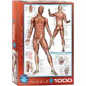 Eurographics Muskelsystem Puzzle 1000 Teile