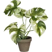 Intratuin Monstera polypropylene 30 x 24 cm grün GLO660353718