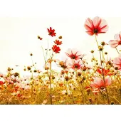 Living Walls Fototapete "Designwalls Flower Meadow 2" glatt Vlies, Wand, Schräge, Decke