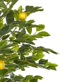 Beliani Lemon Tree