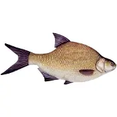 Energoteam Bream 74016473 Kissen