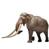 Eofauna Gerade Stoßzahn Elefant Figur 1:35 Braun Kinder Braun One Size