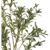 Beliani Olive Tree