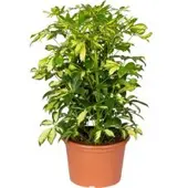 Pflanzen-Kölle Schefflera 'Gerda', grün-gelb, Topf-Ø 21 cm, Höhe ca. 55 cm